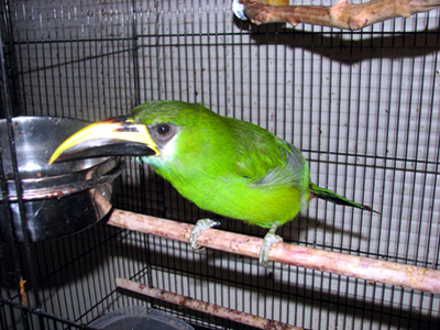Arisia the emerald toucanet