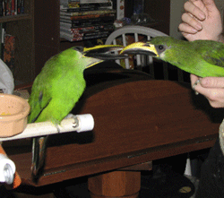 Hal and Arisia the emerald toucanets