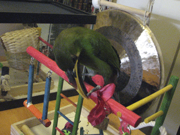 Hal eating a hibiscus flower