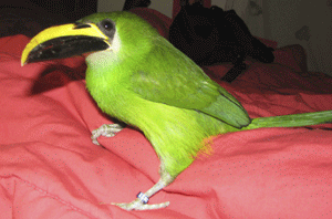 Hal the toucanet perched on a bed