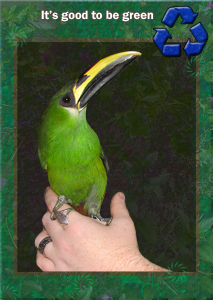 emerald toucanet image: it's good to be green