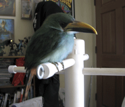 Hal the emerald toucanet with immature plumage